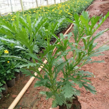 暮春菊，马鞭草，薰衣草，玛格丽特，长春花，天竺葵，美女樱