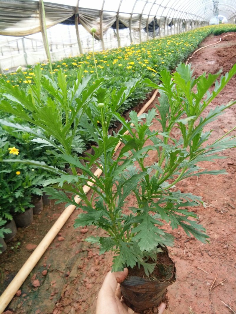 暮春菊，马鞭草，薰衣草，玛格丽特，长春花，天竺葵，美女樱