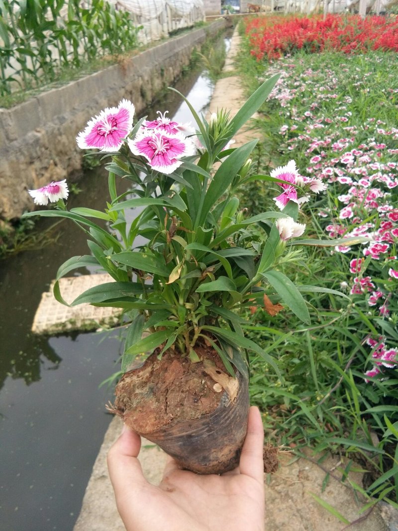暮春菊，马鞭草，薰衣草，玛格丽特，长春花，天竺葵，美女樱