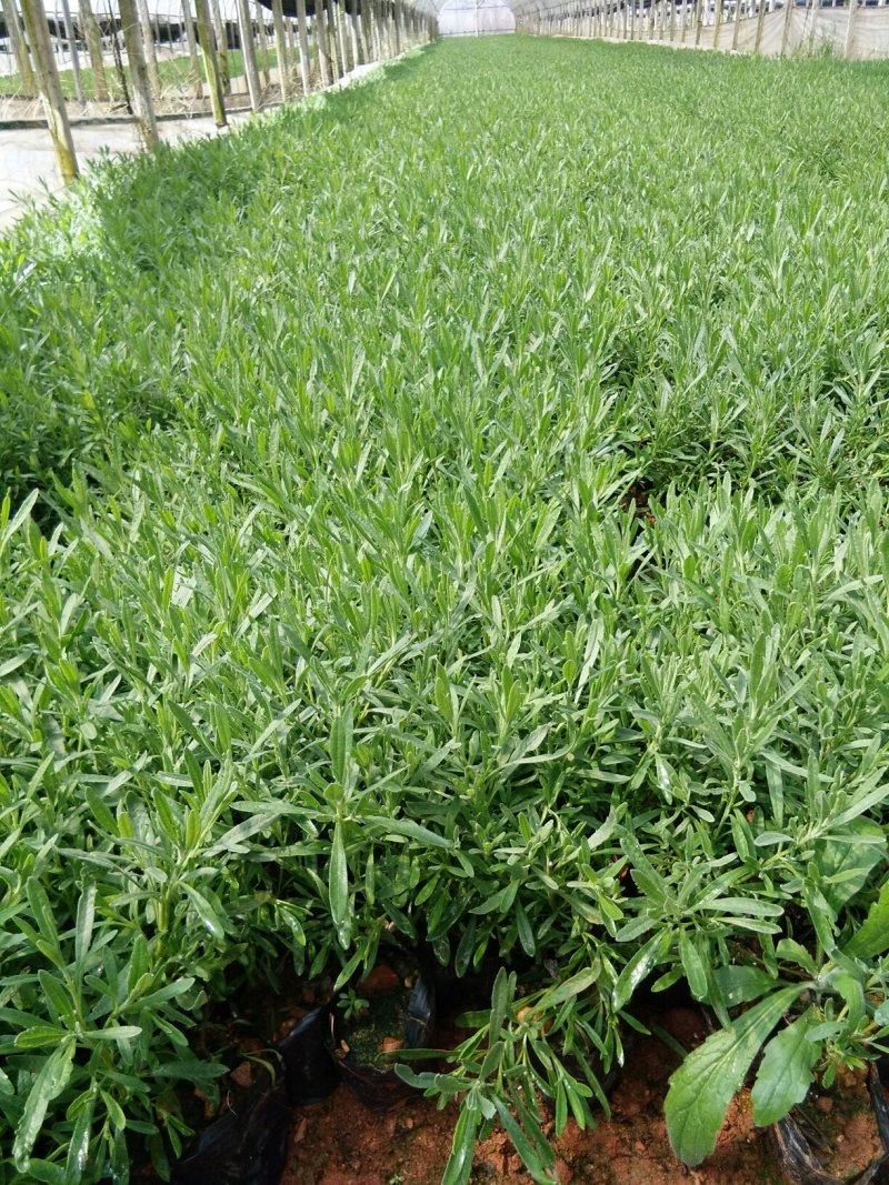暮春菊，马鞭草，薰衣草，玛格丽特，长春花，天竺葵，美女樱