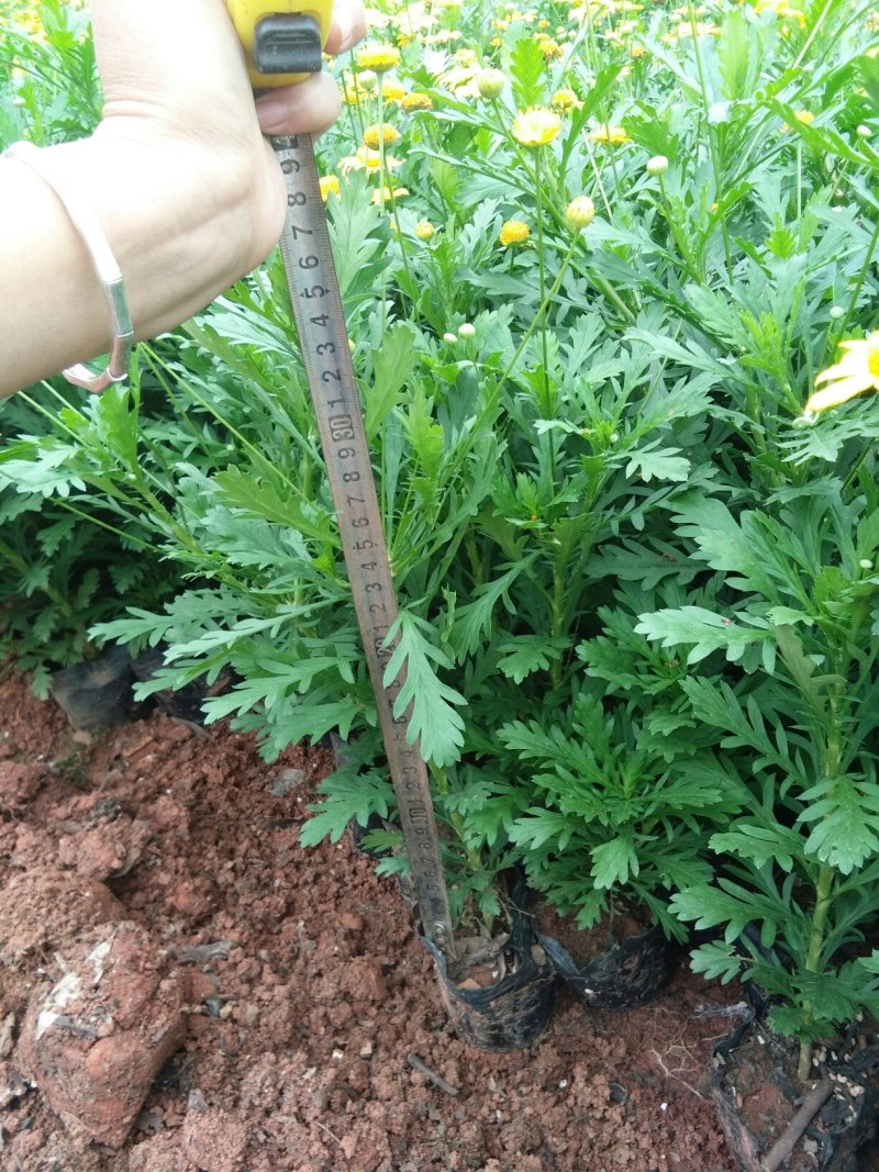 暮春菊，马鞭草，薰衣草，玛格丽特，长春花，天竺葵，美女樱