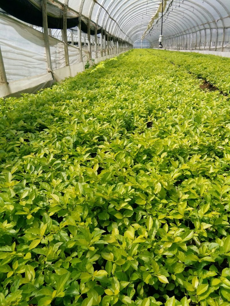 暮春菊，马鞭草，薰衣草，玛格丽特，长春花，天竺葵，美女樱