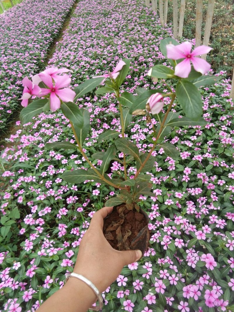 暮春菊，马鞭草，薰衣草，玛格丽特，长春花，天竺葵，美女樱