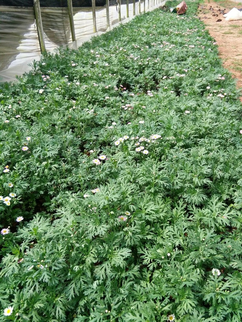 暮春菊，马鞭草，薰衣草，玛格丽特，长春花，天竺葵，美女樱
