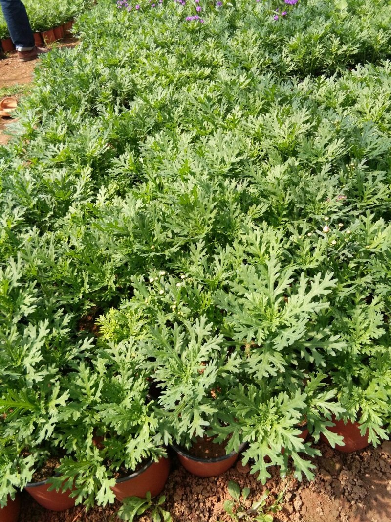 暮春菊，马鞭草，薰衣草，玛格丽特，长春花，天竺葵，美女樱