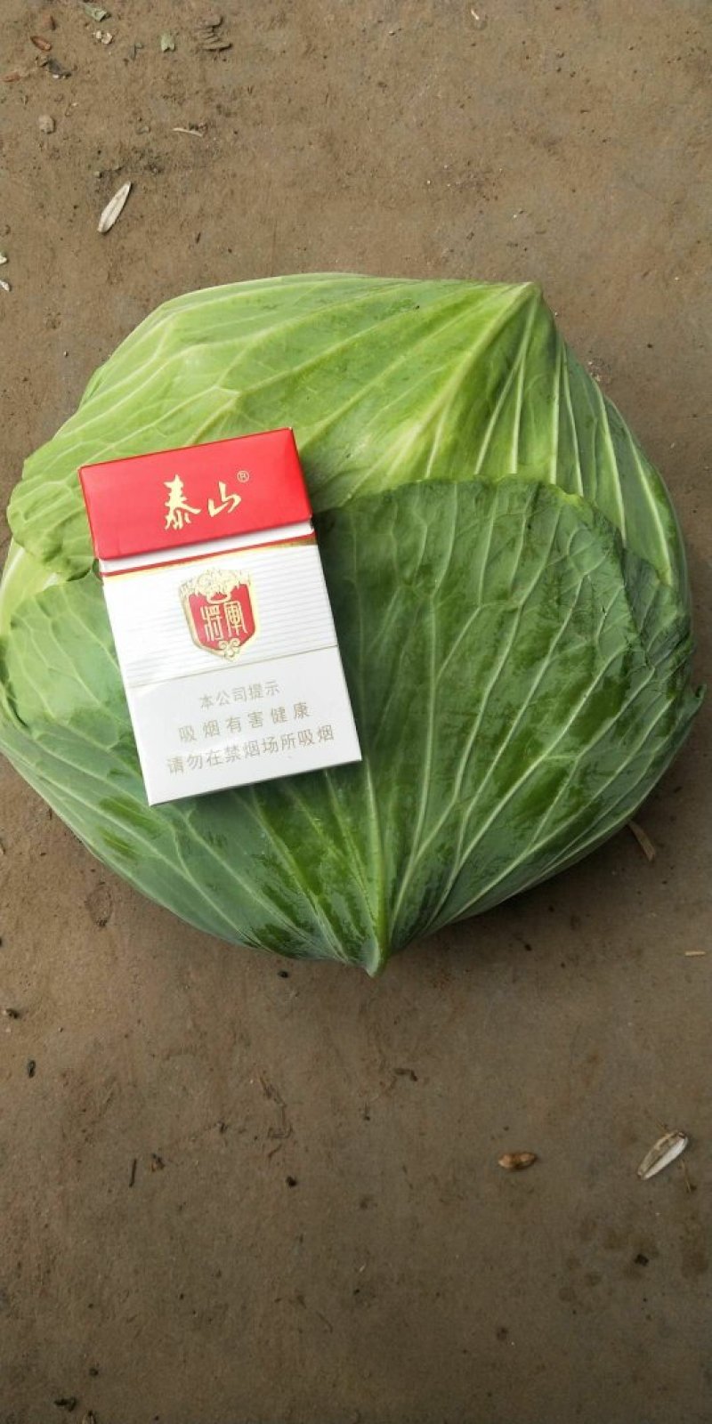 京丰一号