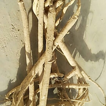 黄芪
