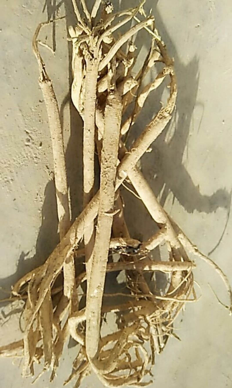 黄芪