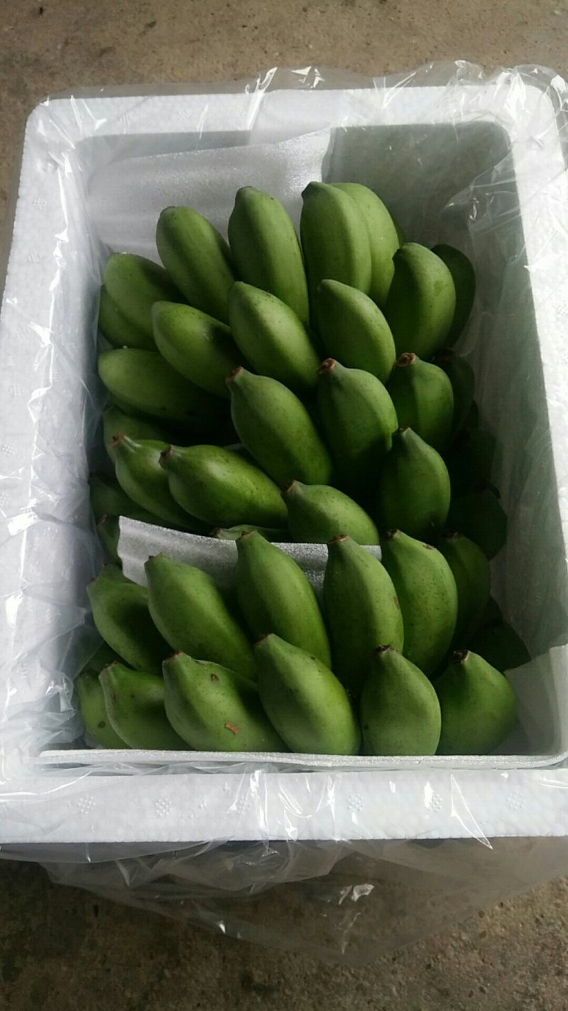 广西小米蕉新鲜香蕉当季水果小芭蕉苹果蕉粉蕉现摘现发包邮