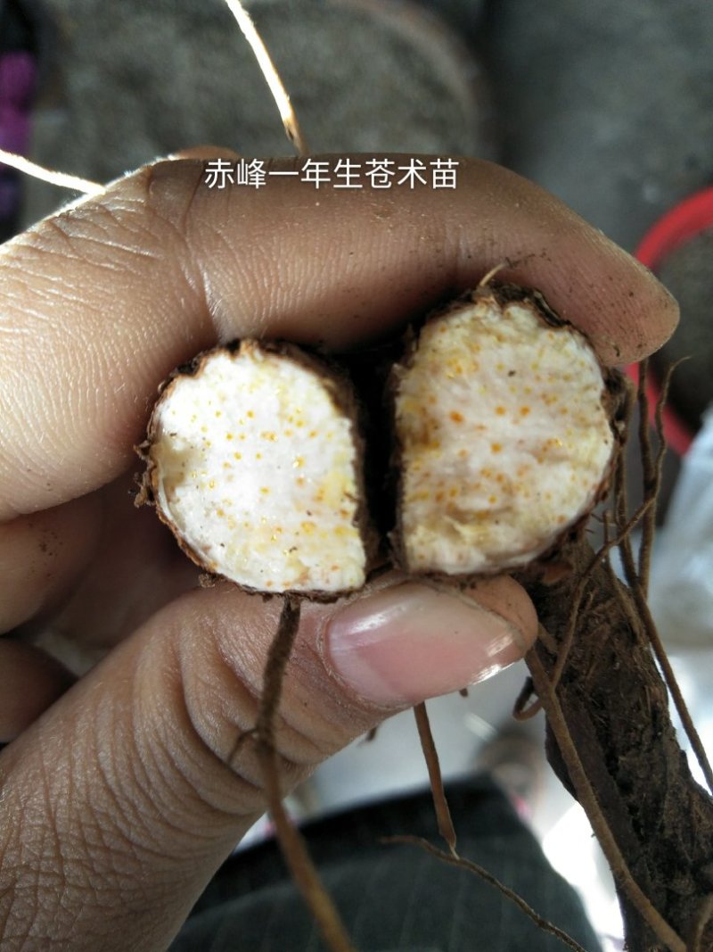 纯内蒙朱砂点苍术