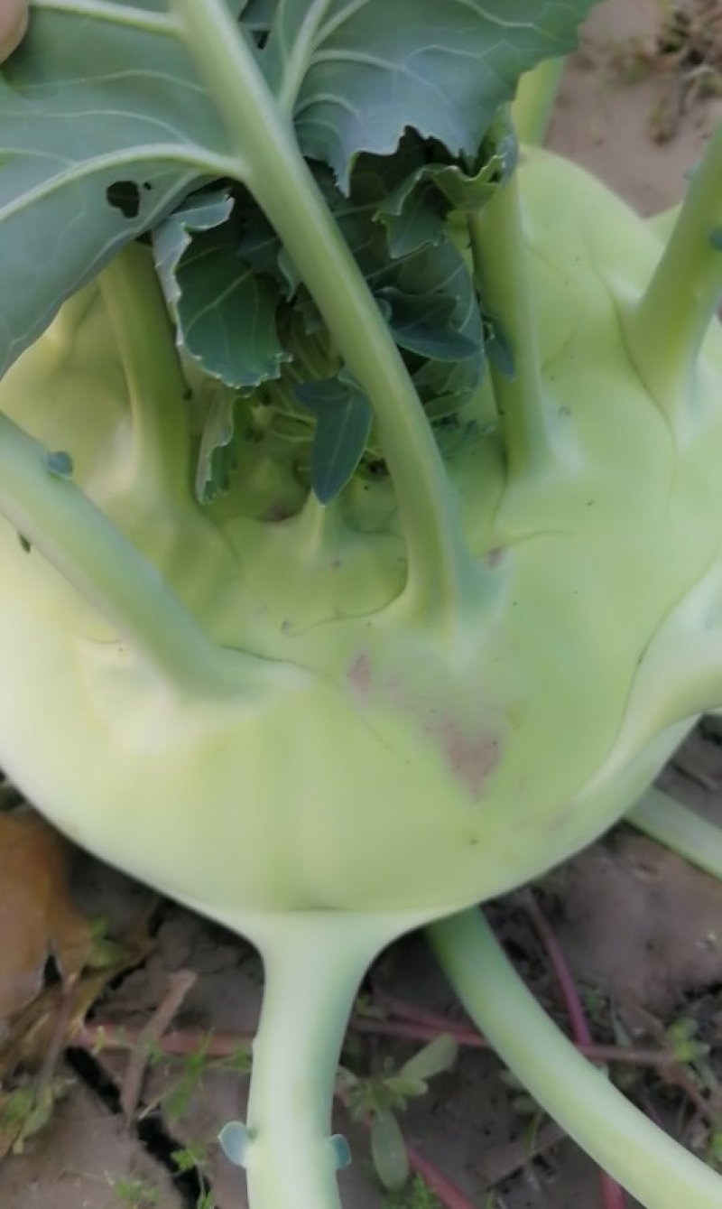 大量供应苤蓝