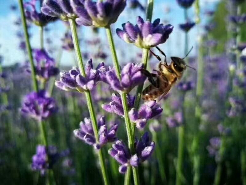 蜂蜜