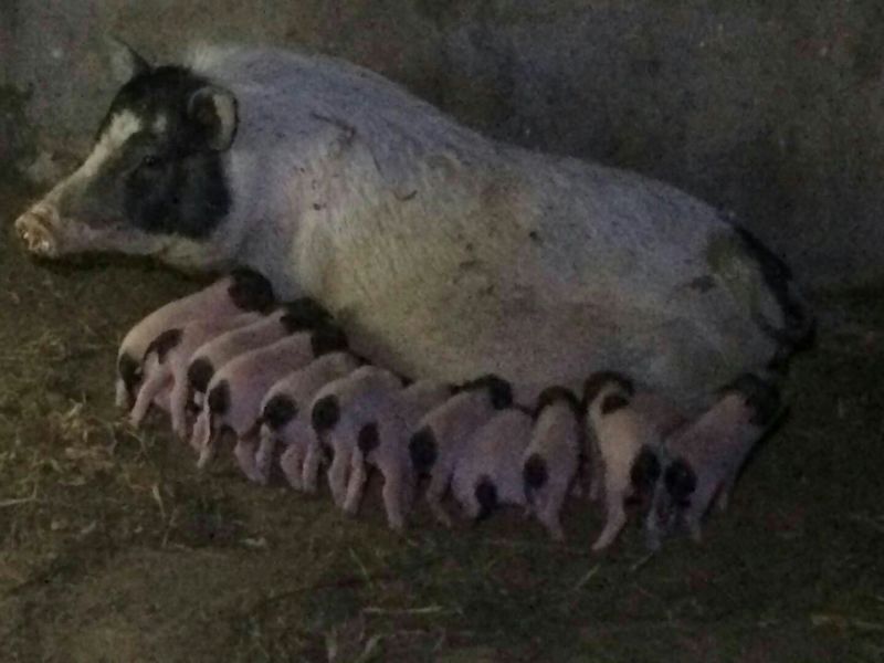 大量出售精品纯种小香猪
