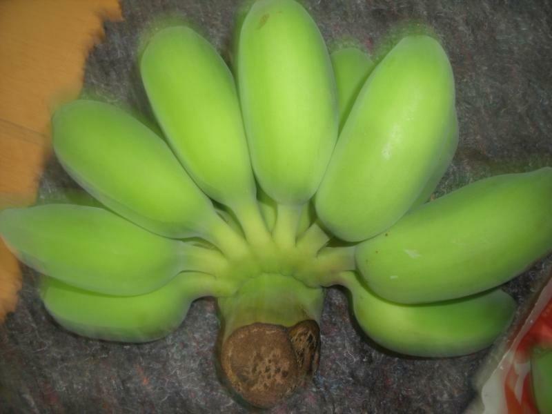 香蕉福建南靖苹果蕉5斤装一件代发包邮非广西小米蕉