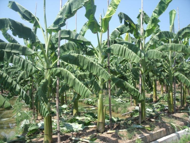 香蕉福建南靖苹果蕉5斤装一件代发包邮非广西小米蕉