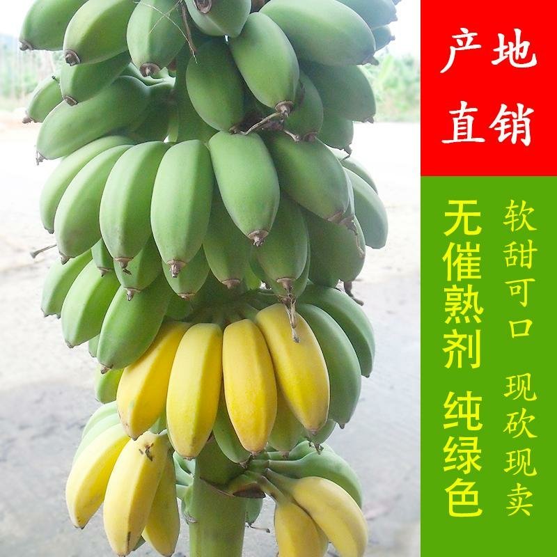 香蕉福建南靖苹果蕉5斤装一件代发包邮非广西小米蕉