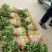 大叶香菜每天50000斤