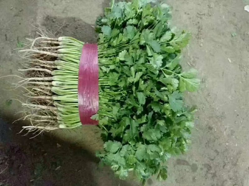 大叶香菜每天50000斤