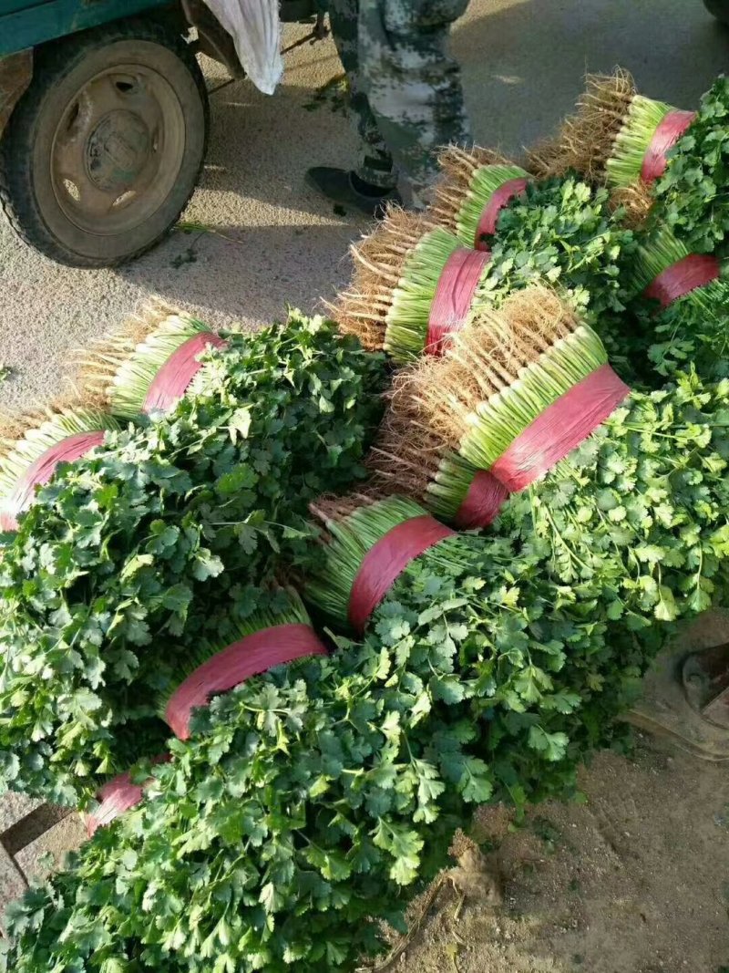 大叶香菜每天50000斤