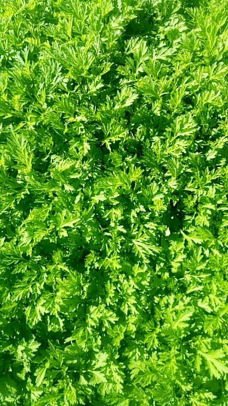 新鲜艾草食用（艾果、艾板、火锅等！）支持一件代发