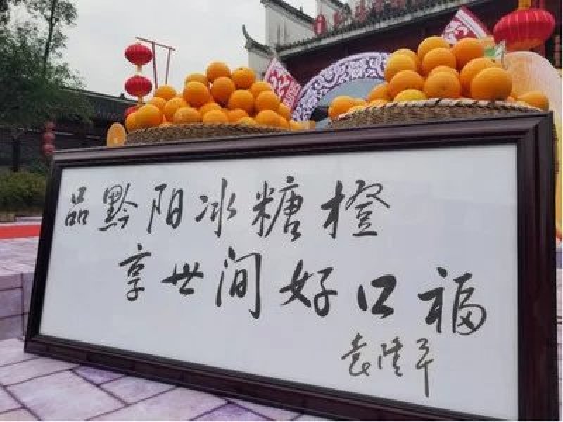 黔阳冰糖橙味道好一条龙服务一手货源产地直发