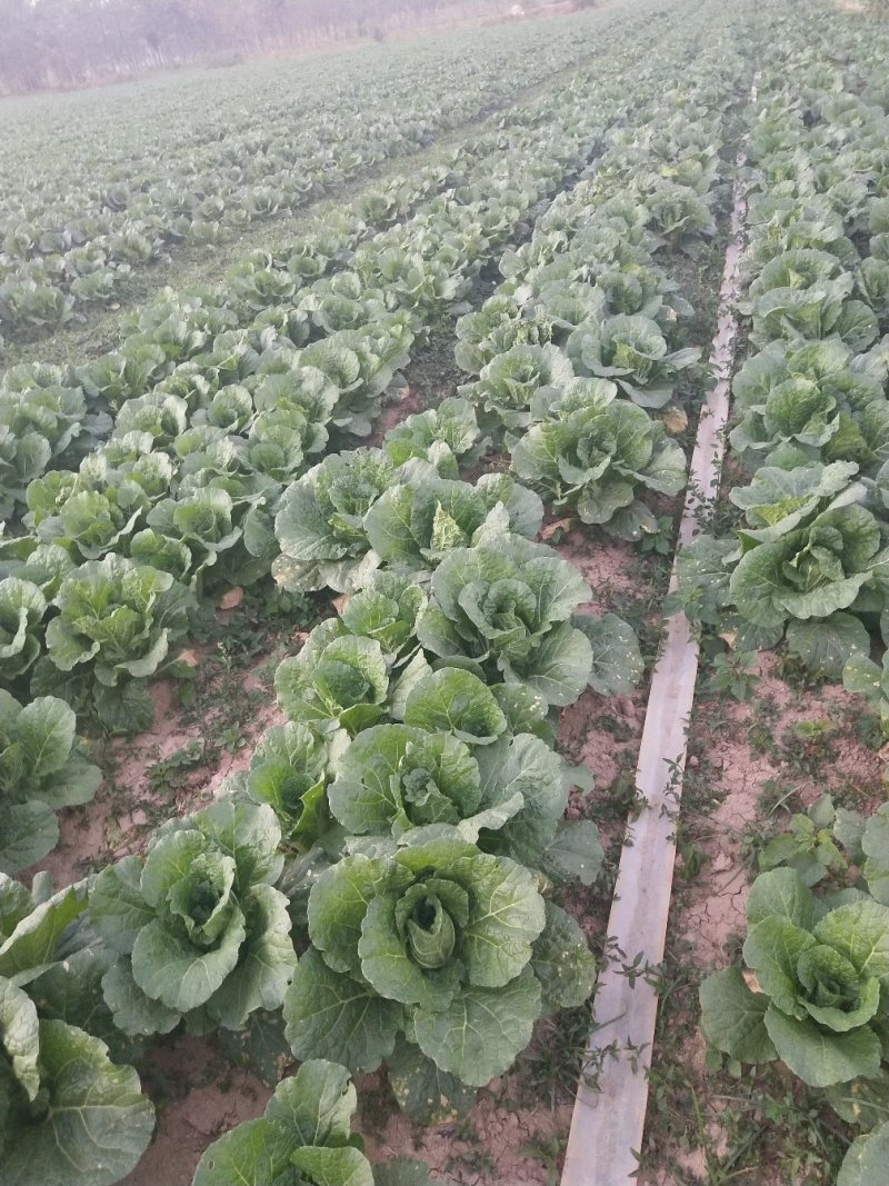 娃娃菜，产地直供，代发全国，诚信经营。精品娃娃菜。