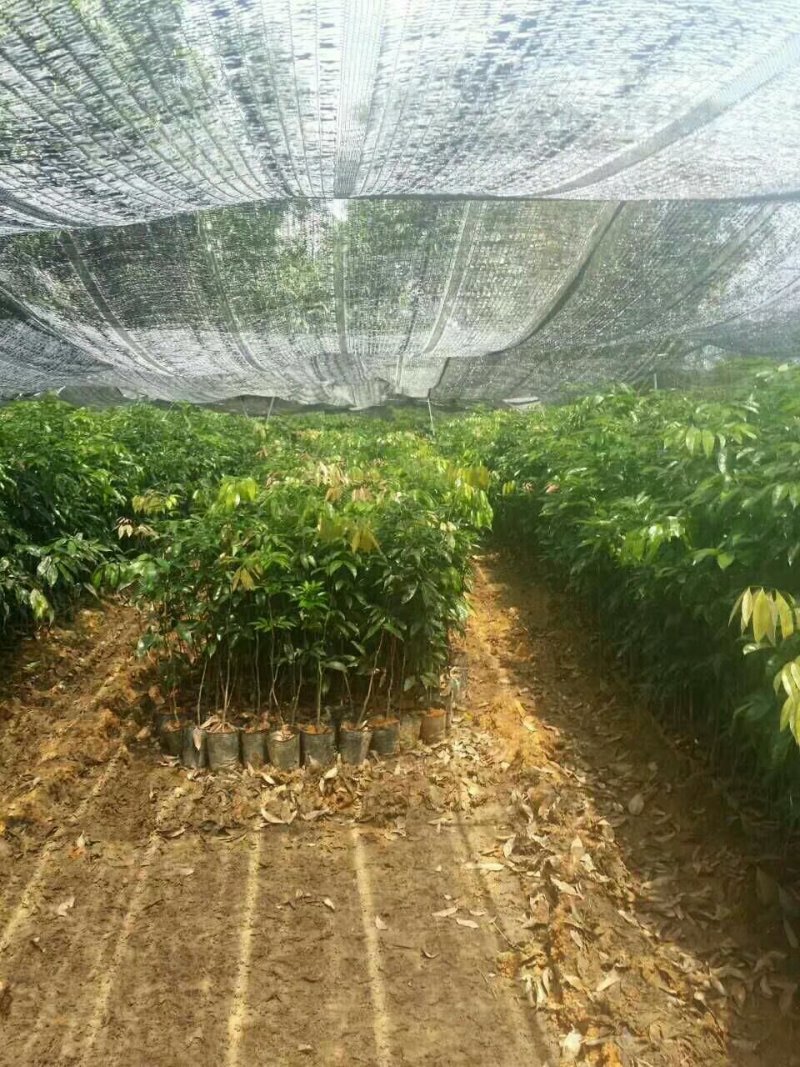 各种荔枝苗