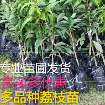 各种荔枝苗