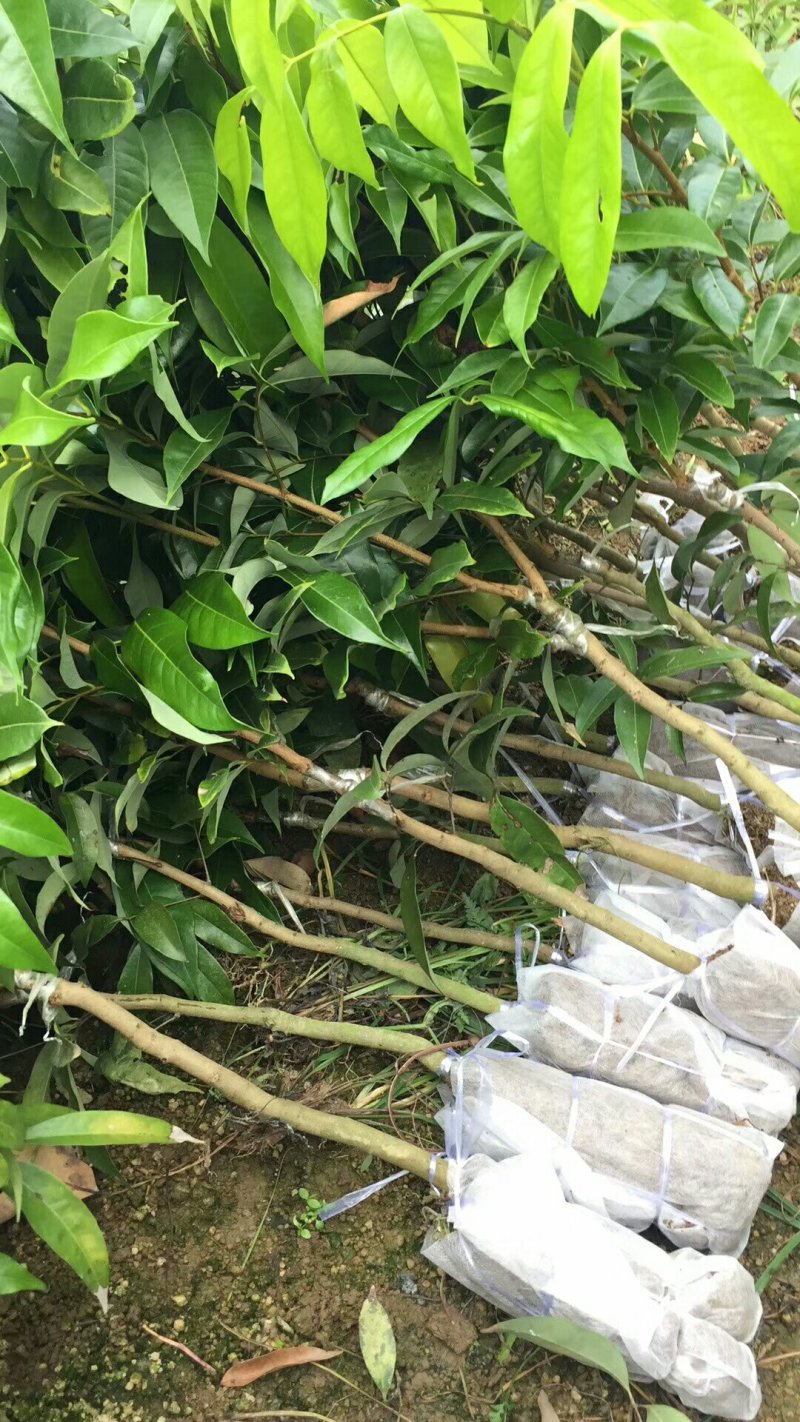 各种荔枝苗