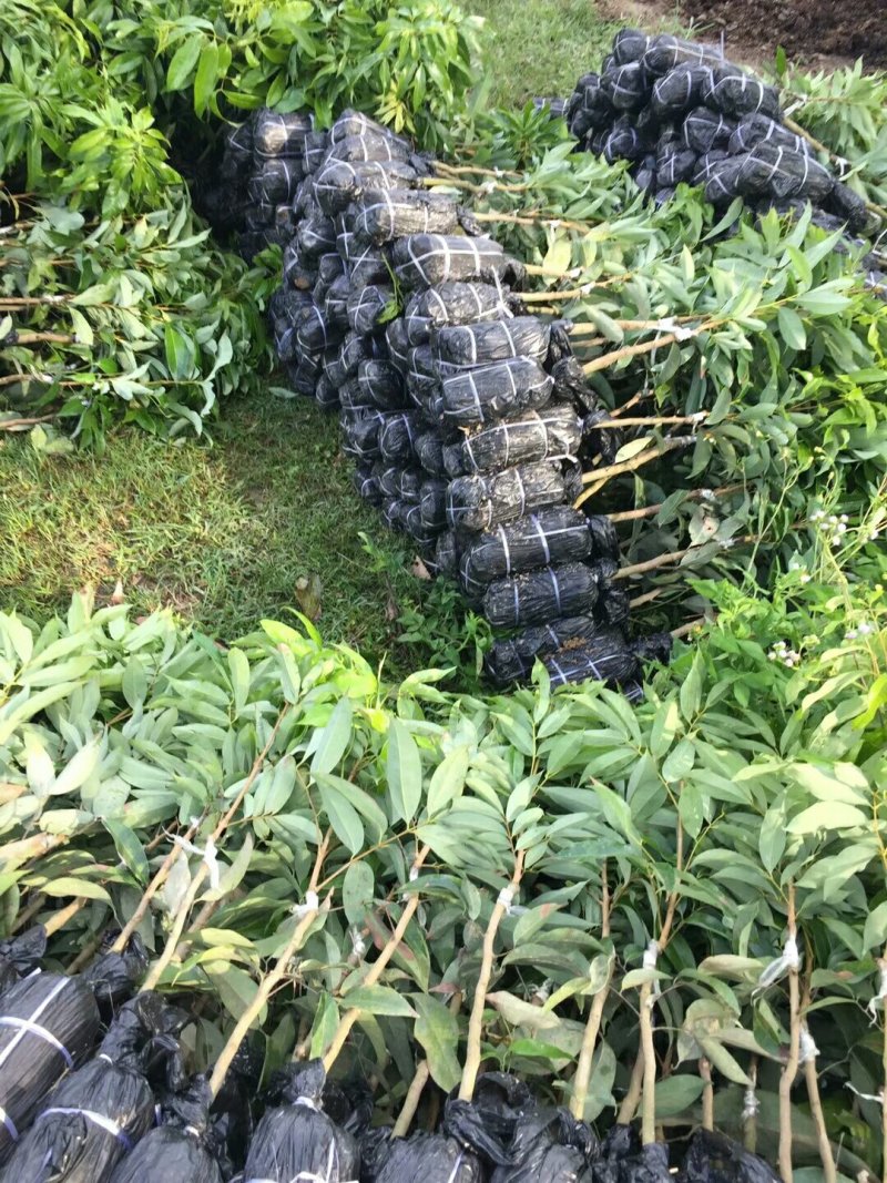 各种荔枝苗