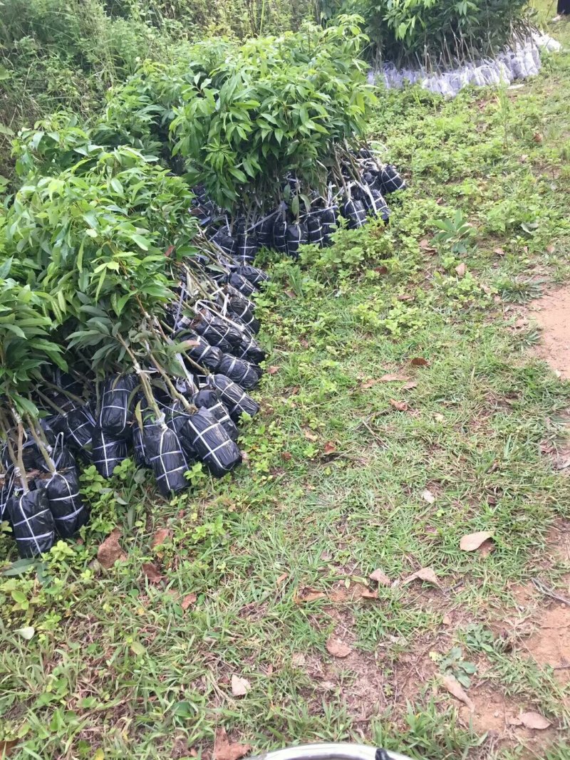 各种荔枝苗