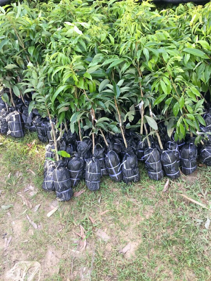 各种荔枝苗