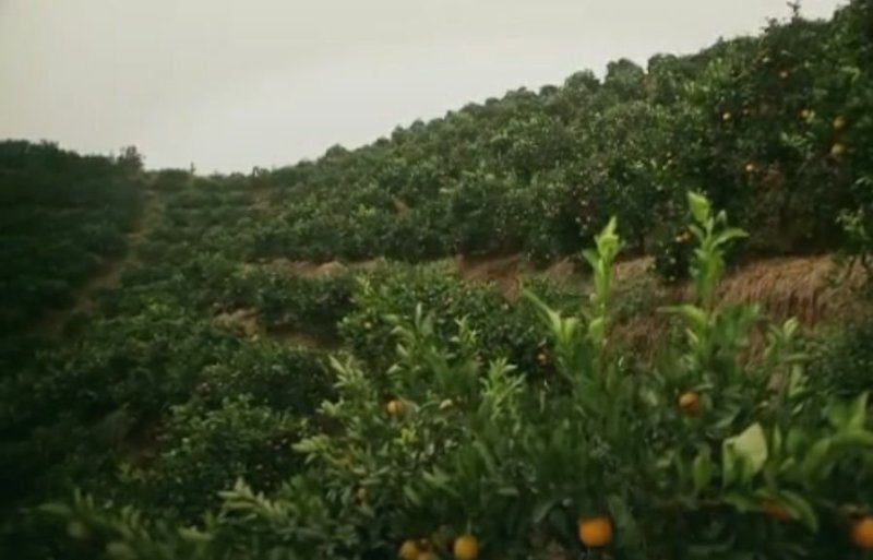 黔阳冰糖橙味道好一条龙服务一手货源产地直发