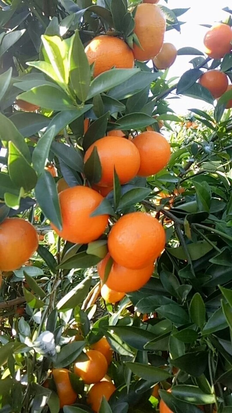 东方红