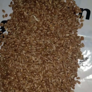 红麦
