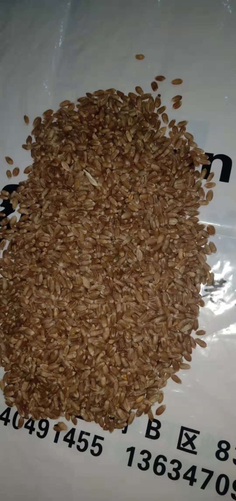 红麦