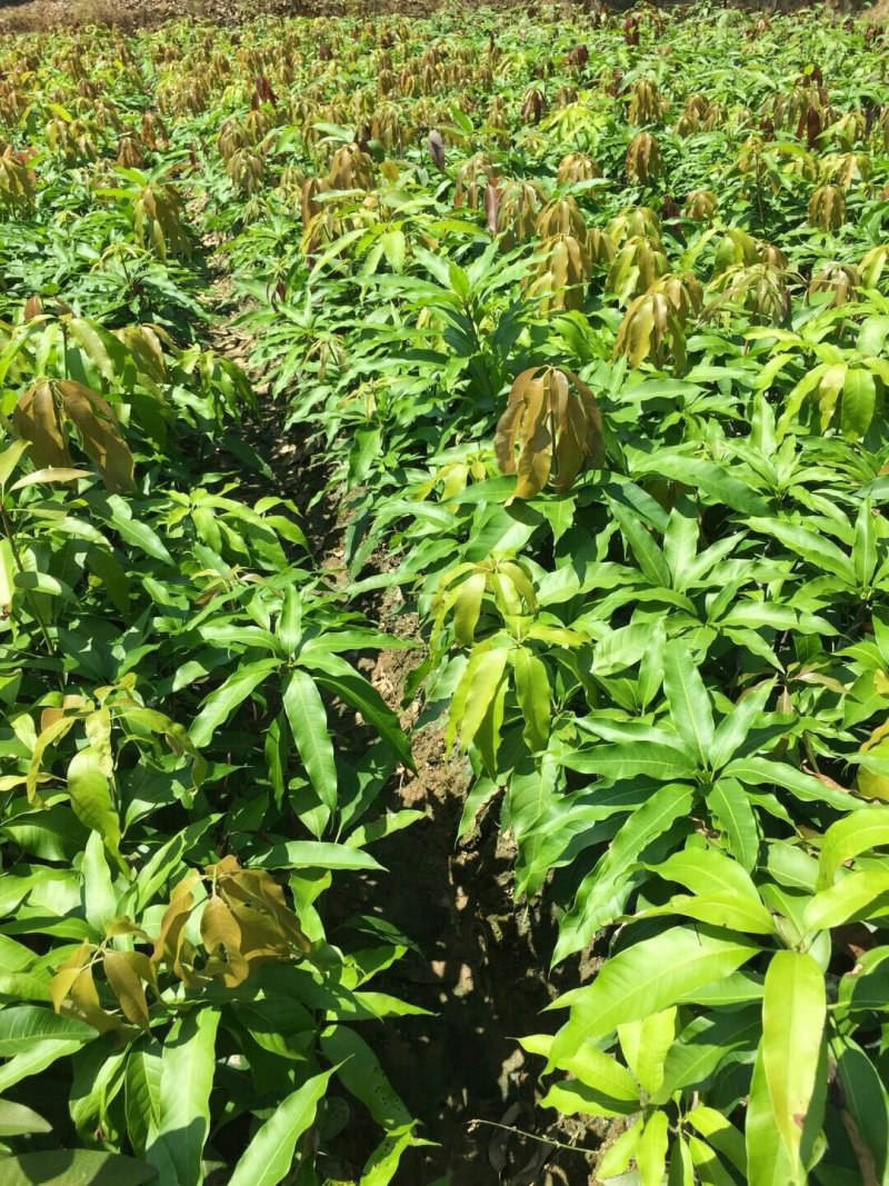 各种芒果苗