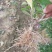 栀子花2cm以下4cm以下0.5米以下