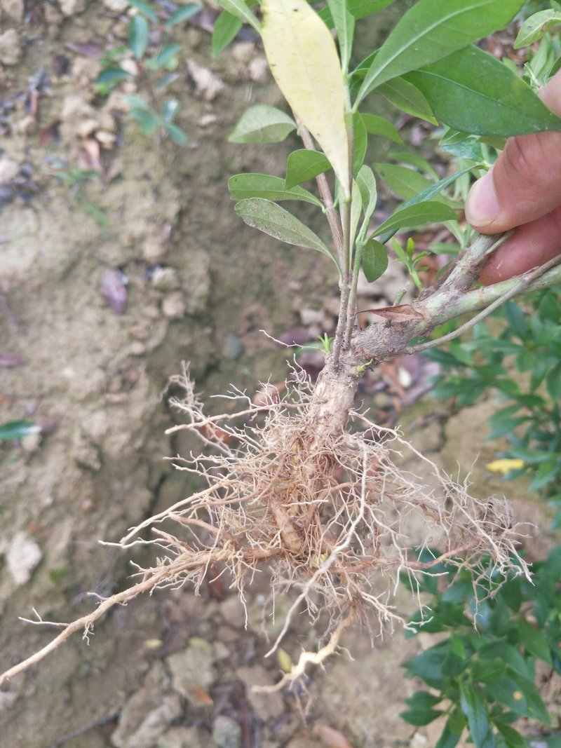 栀子花2cm以下4cm以下0.5米以下