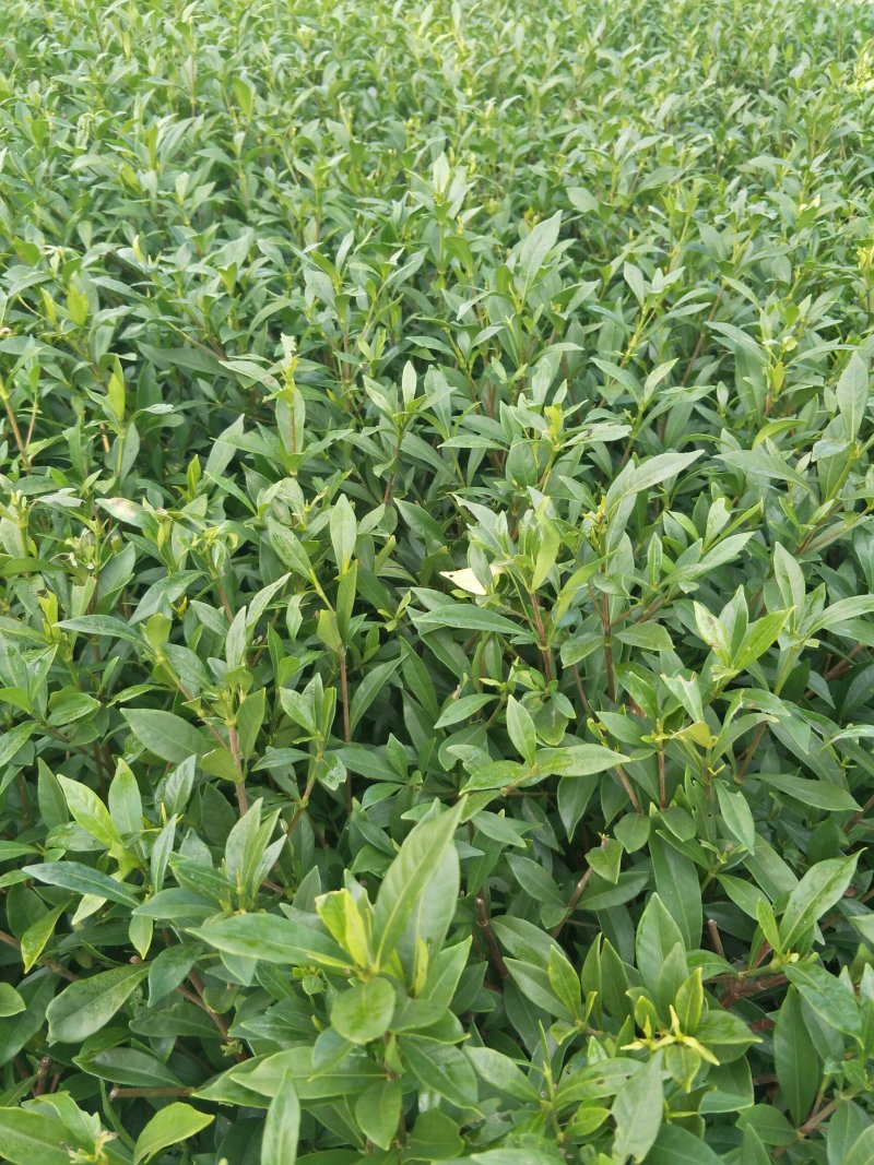 栀子花2cm以下4cm以下0.5米以下