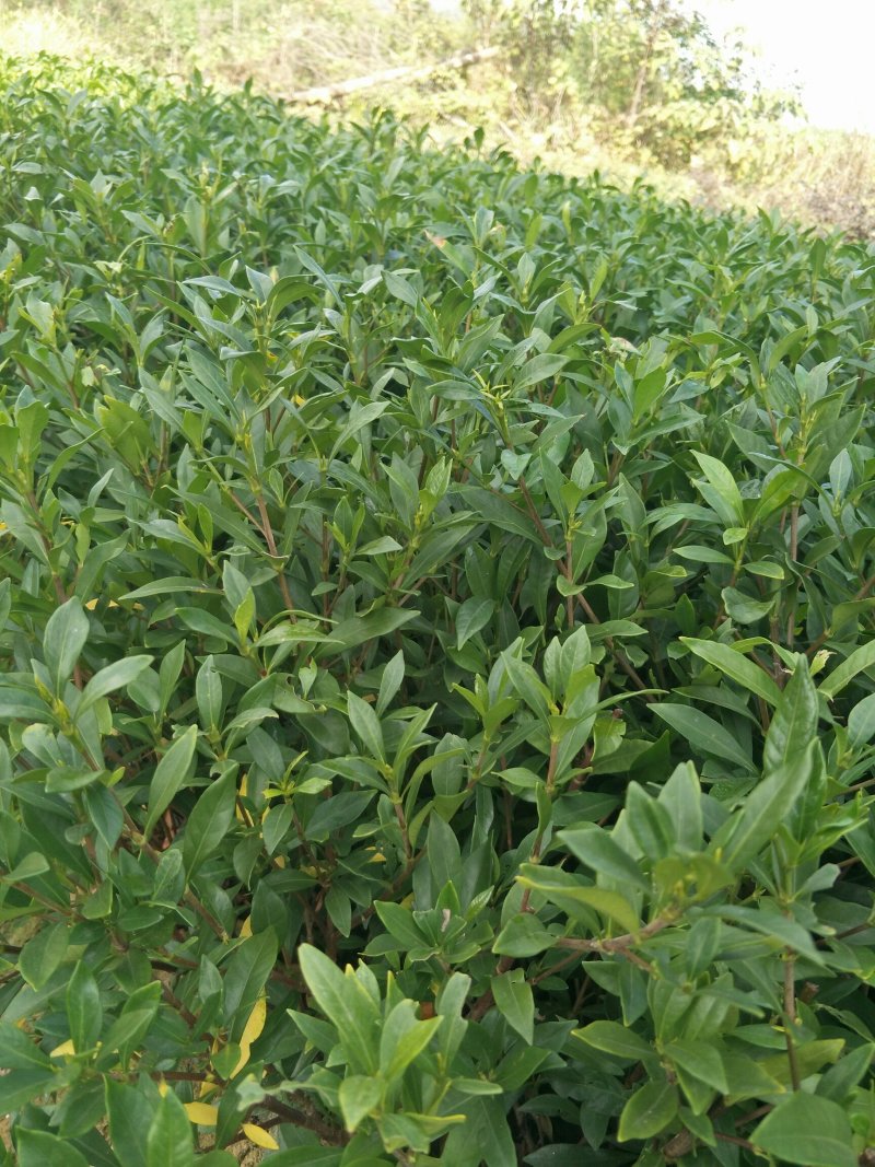 栀子花2cm以下4cm以下0.5米以下