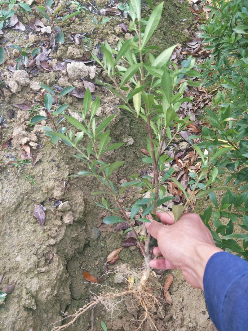 栀子花2cm以下4cm以下0.5米以下