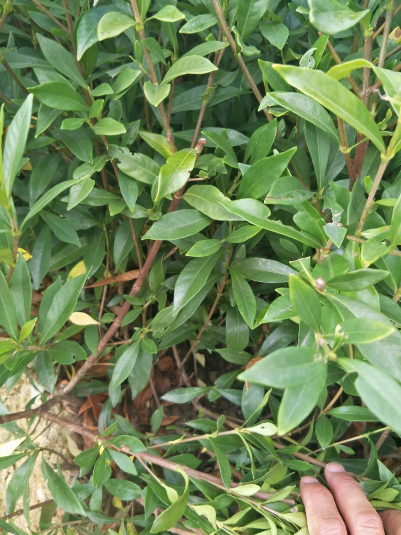 栀子花2cm以下4cm以下0.5米以下