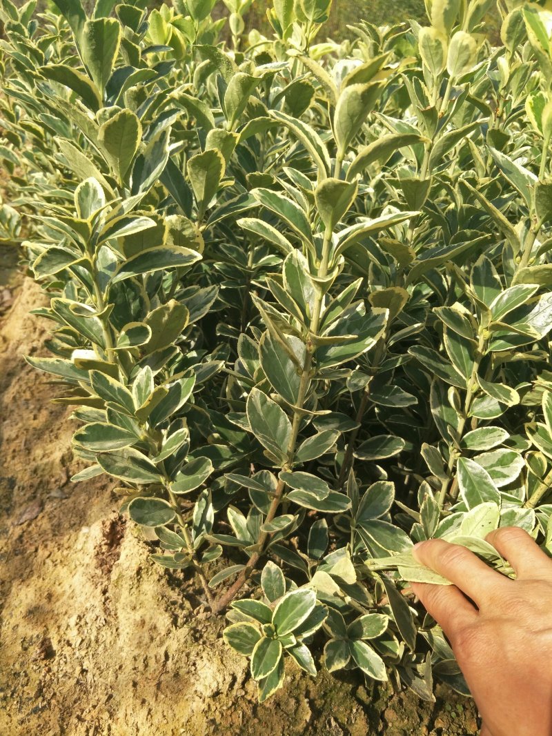 黄杨金边黄杨