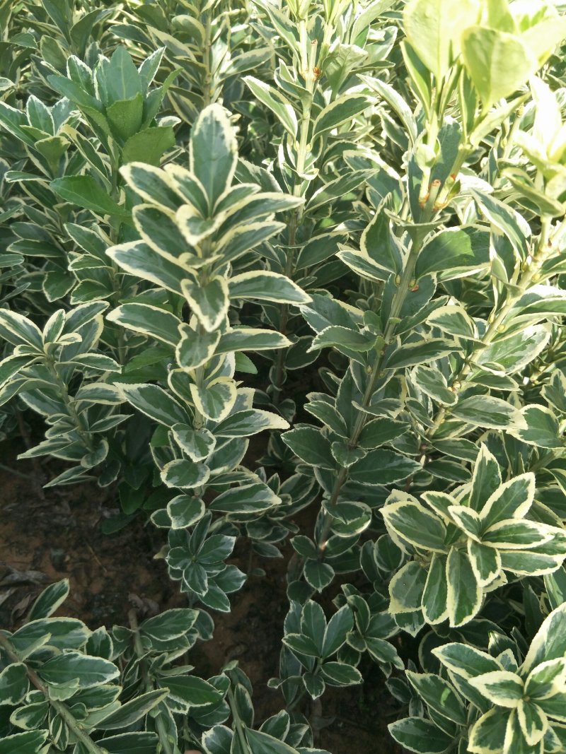 黄杨金边黄杨