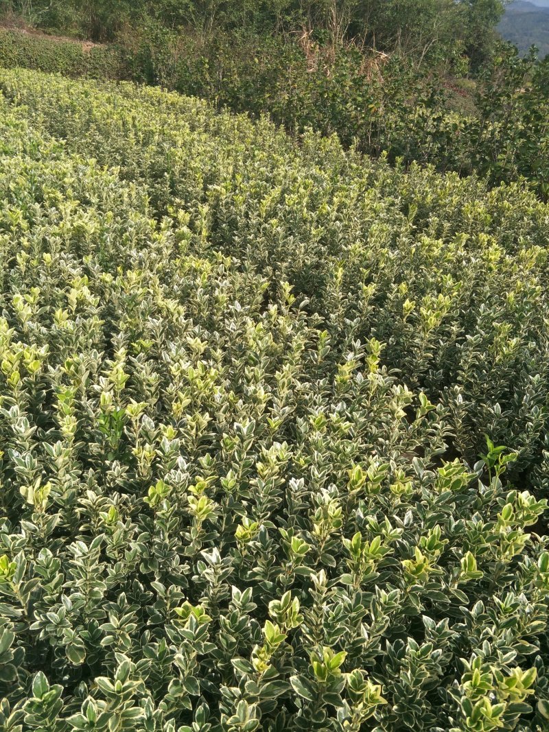 黄杨金边黄杨