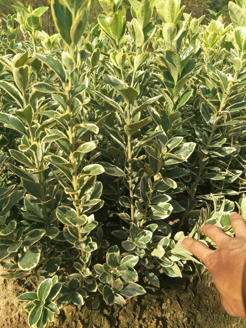 黄杨金边黄杨