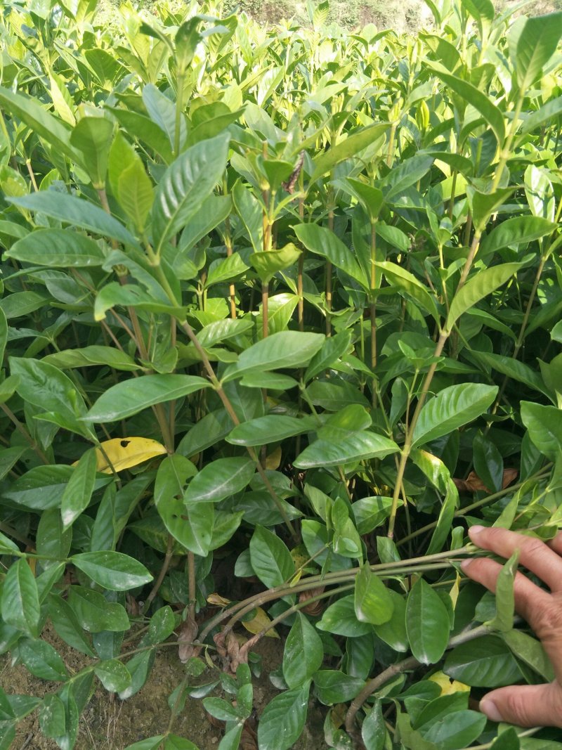 大叶栀子花