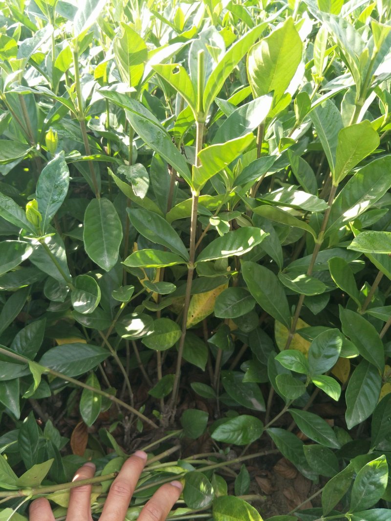 大叶栀子花