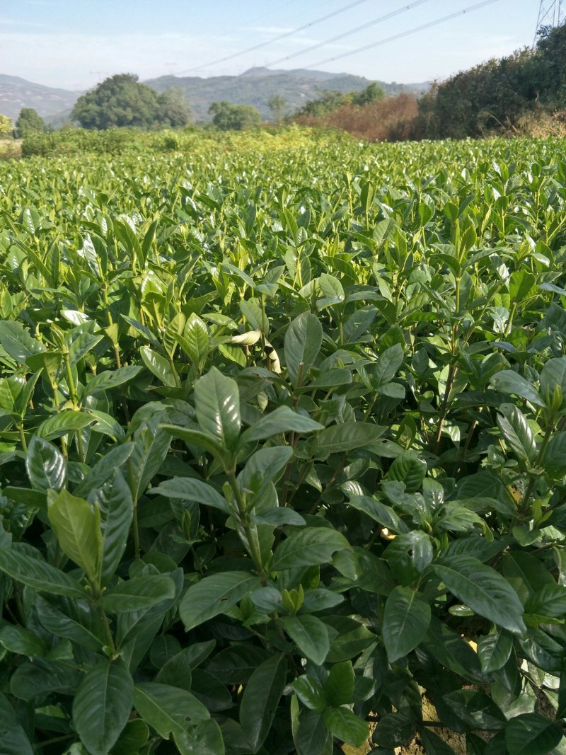 大叶栀子花